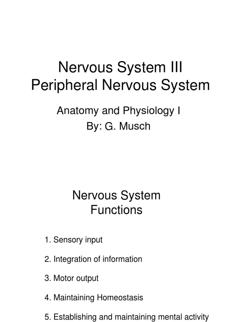 Peripheral Nervous System Overview | PDF | Nervous System | Spinal Cord