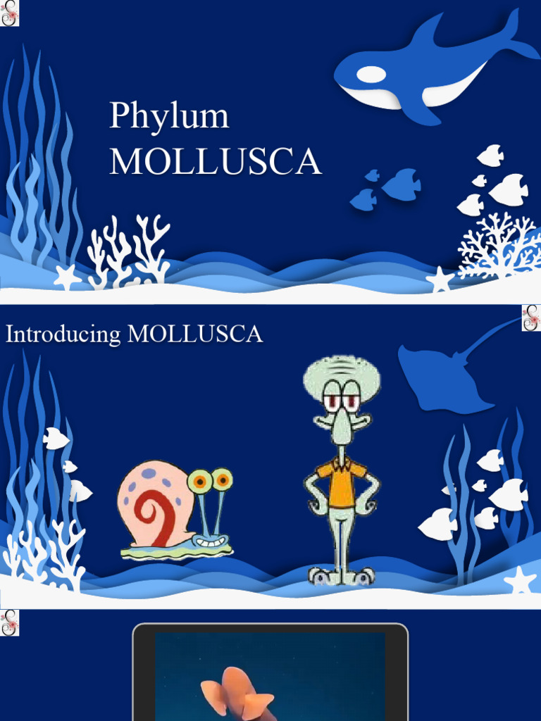 Animalia - Mollusca - New | PDF