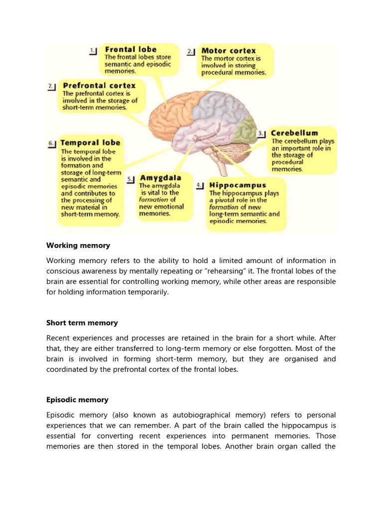 Brain Memory Anathomy | PDF | Memory | Long Term Memory