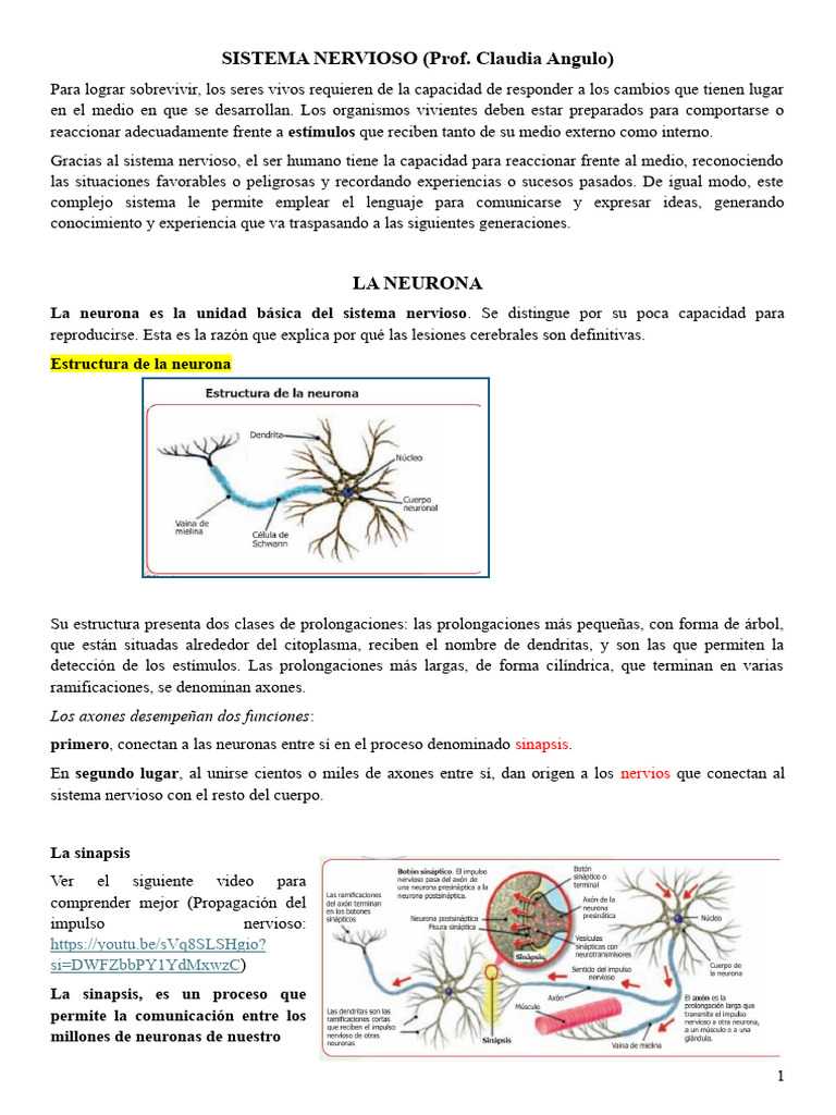 Sistema Nervioso Teoría II | PDF | Sistema nervioso | Sinapsis