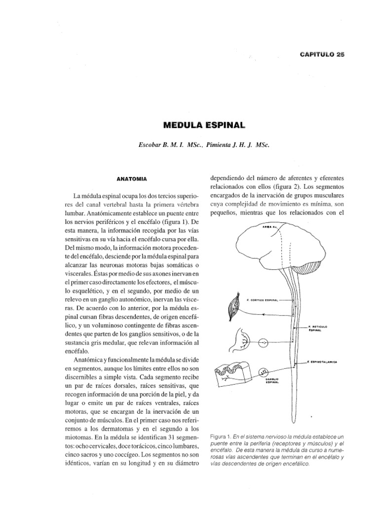 Medula Espinal 1 Pdf