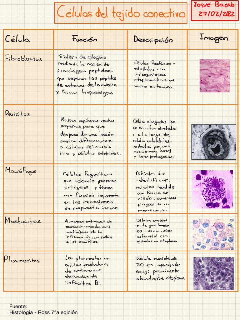 Células Del Tejido Conectivo - Josué Bacab | PDF | Inflamación | Histología