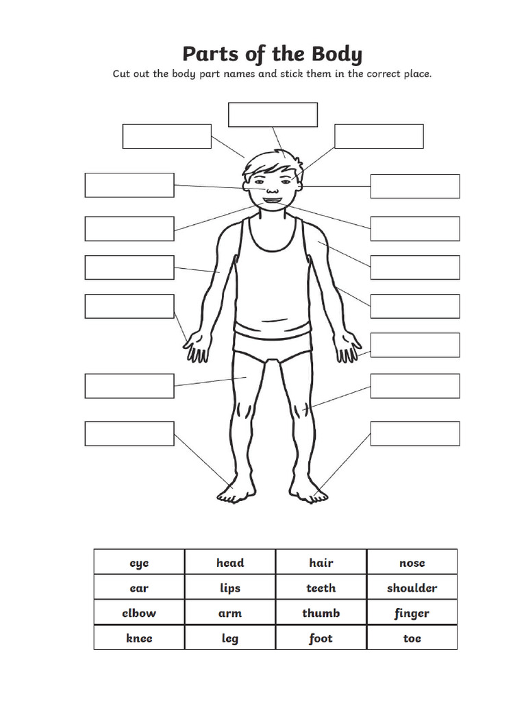 Parts of The Body Cut and Stick | PDF
