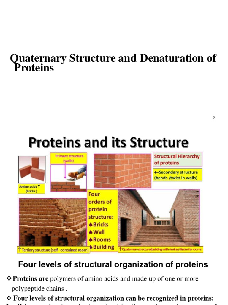 Structure of Proteins Part2 | PDF | Protein Structure | Denaturation ...