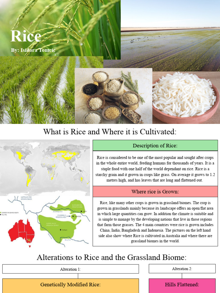Agriculture & Farm Infographics by Slidesgo | PDF | Agriculture | Rice