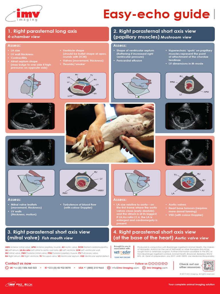 INTCA - PosterA2.Echo Guide.090223 | PDF | Ventricle (Heart) | Internal ...