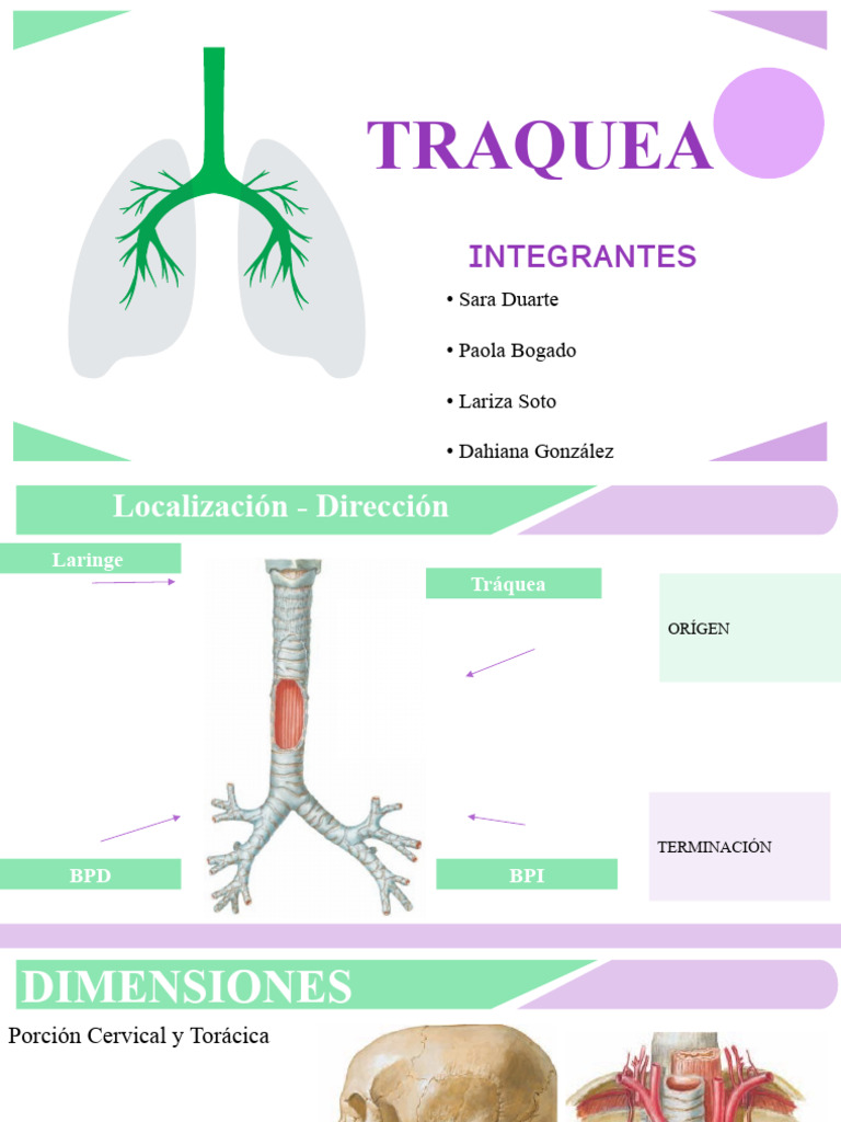 Anatomía y Función de la Tráquea y Pulmones | PDF | Pulmón | Anatomía