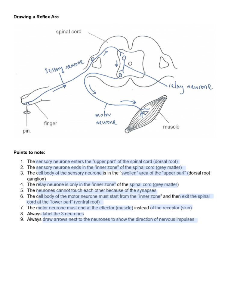 Drawing a Reflex Arc Ans | PDF