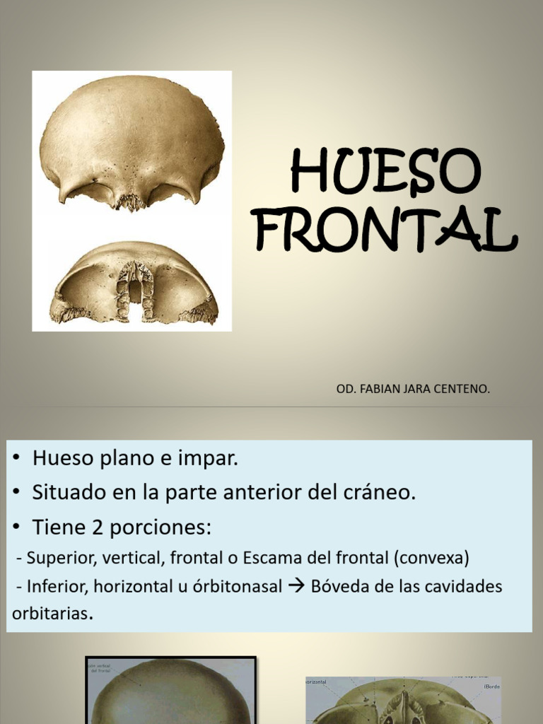 Anatomía Detallada del Hueso Frontal | PDF | Cabeza y cuello humanos ...