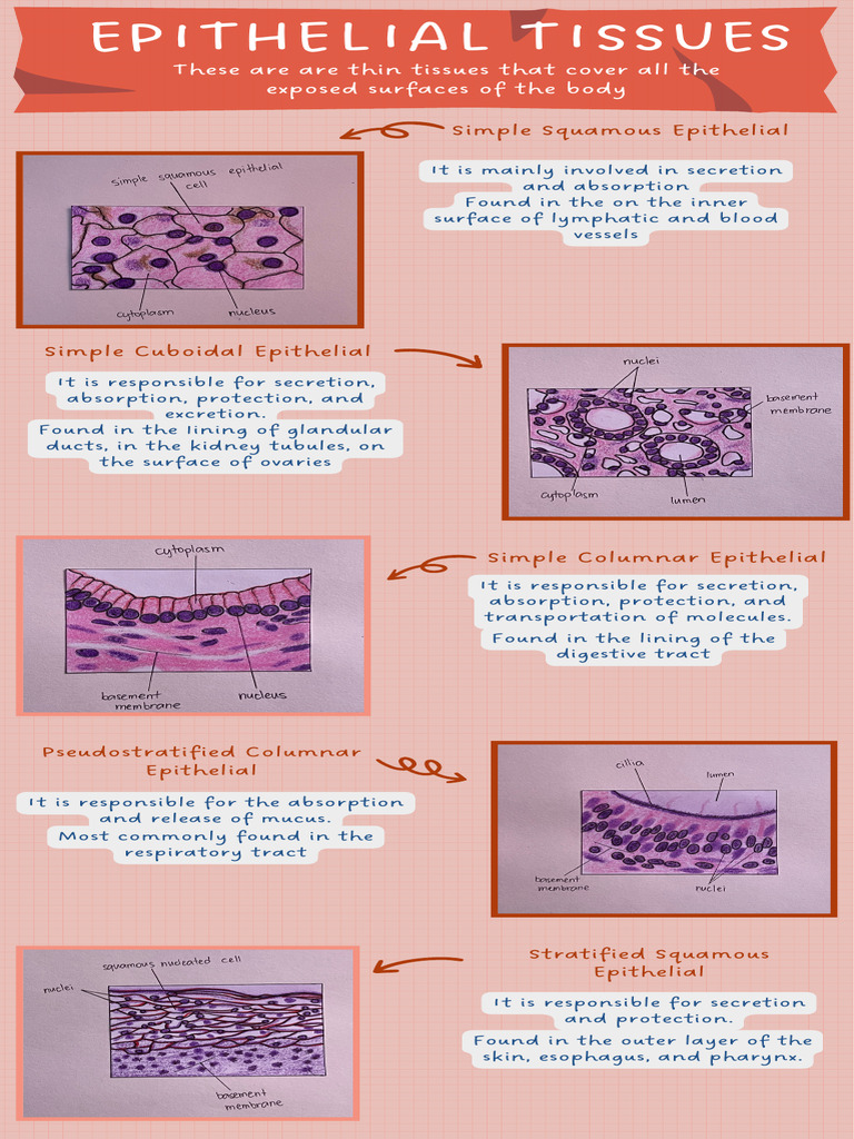 epithelial tissue structure