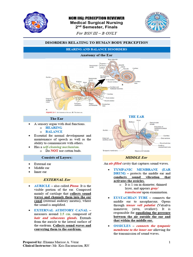 Anatomy and Function of the Ear | PDF | Ear | Hearing