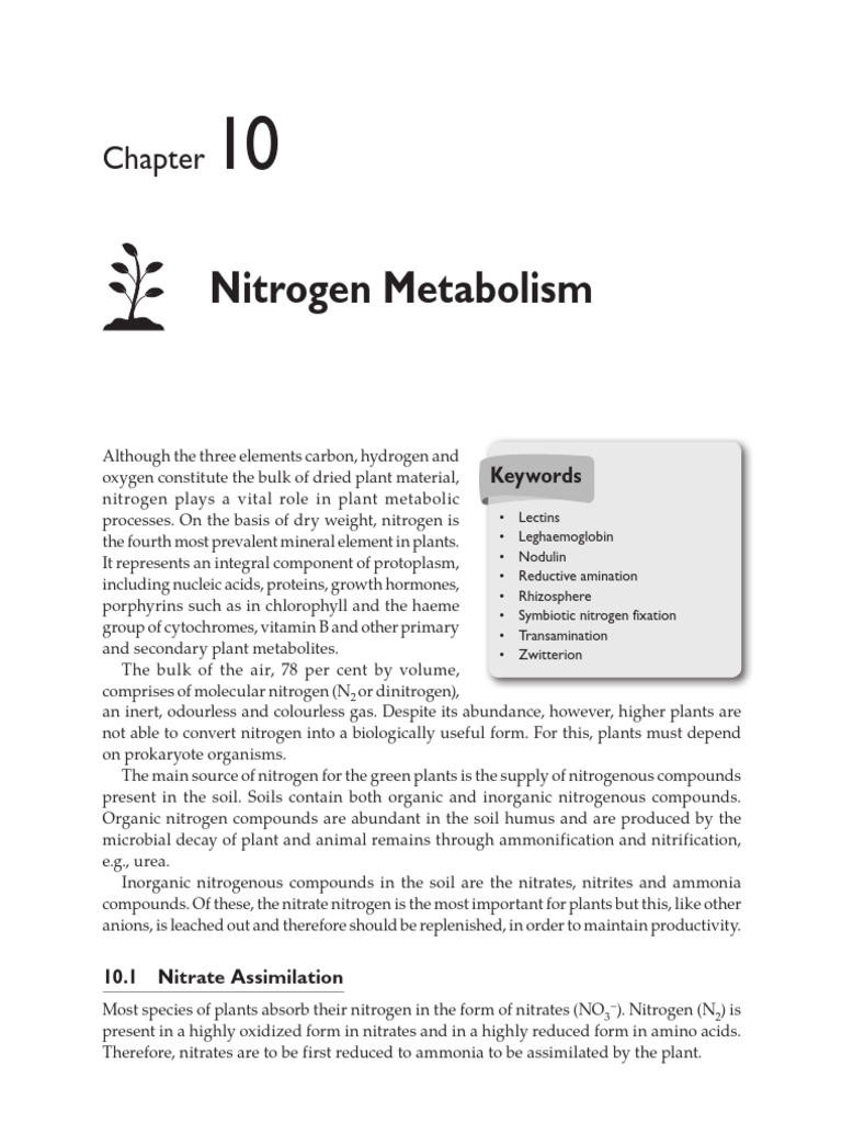 Nitrogen Metabolism in Plants | PDF | Transaminase | Amino Acid