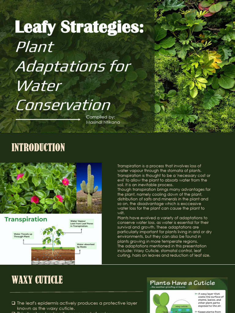 Waxy Leaf Adaptations for Water Conservation | PDF | Leaf | Stoma