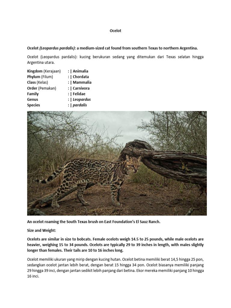 Ocelot: Ciri, Habitat, dan Ancaman | PDF | Griya & Taman