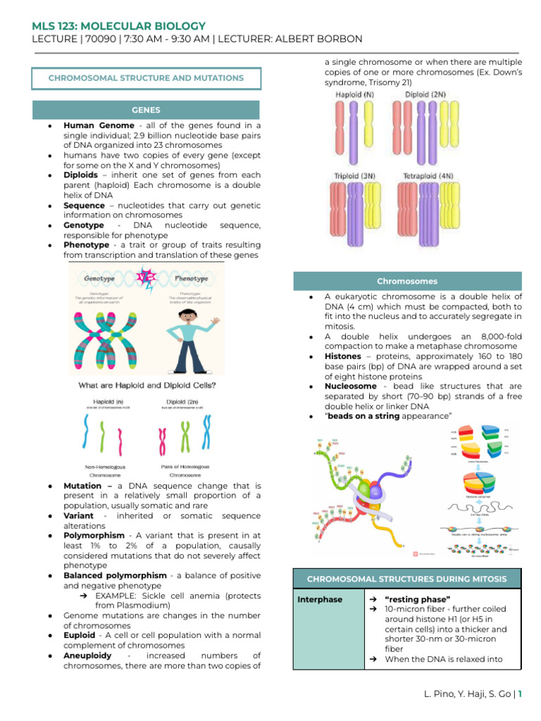 Chromosomal Structure and Mutations | PDF | Chromosome | Fluorescence ...