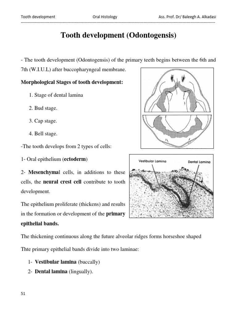 tooth-development-odontogensis-pdf-epithelium-human-tooth