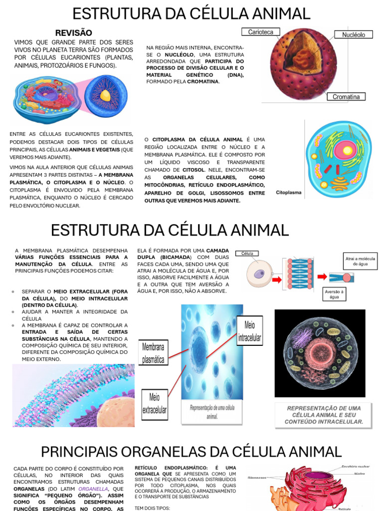 Estrutura da Célula Animal: Componentes e Funções | PDF | Célula ...