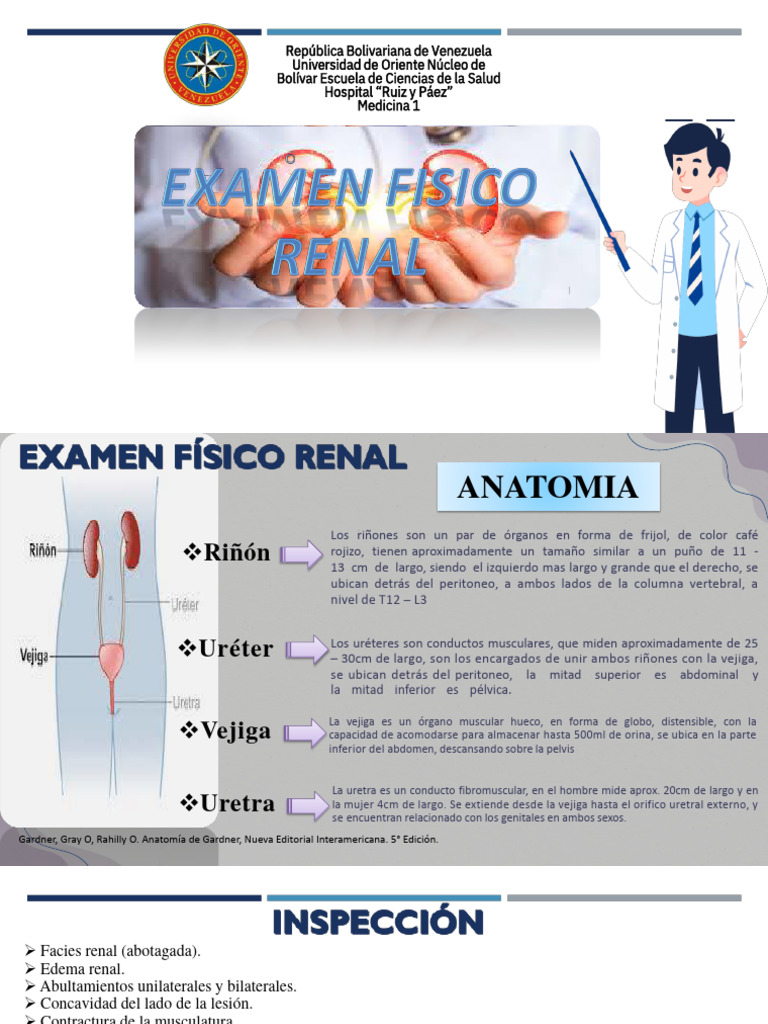 Examen Físico Renal: Anatomía y Técnicas | PDF | Riñón | Términos ...