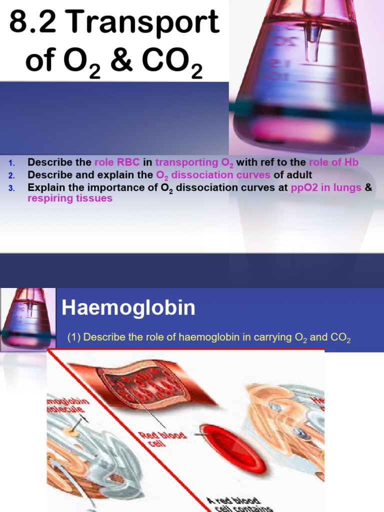 Hemoglobin's Role in O2 and CO2 Transport | PDF | Hemoglobin | Biochemistry