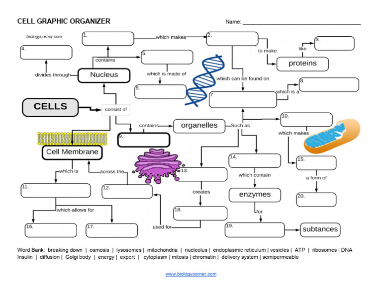 Cell Graphic Organizer Template | PDF | Science & Mathematics