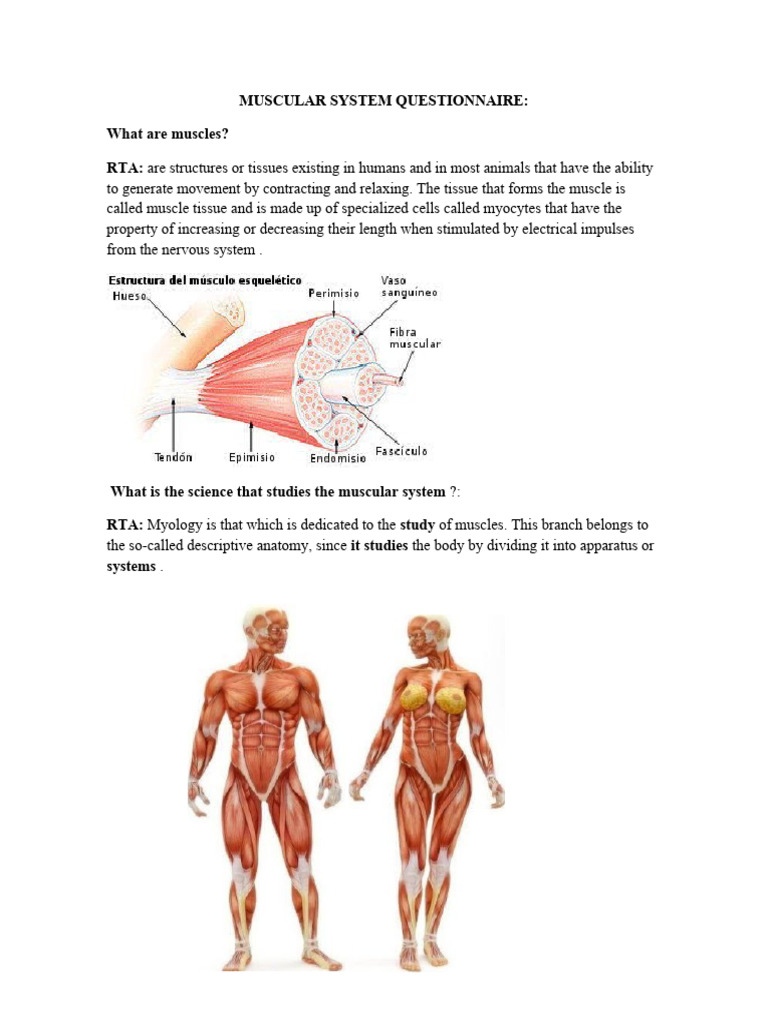 FREE ANATOMY QUIZ MUSCULAR SYSTEM intelligence overview