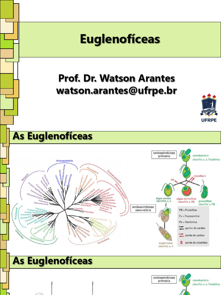 Clorofila e cloroplasto | Ask A Biologist, image size:768x1024