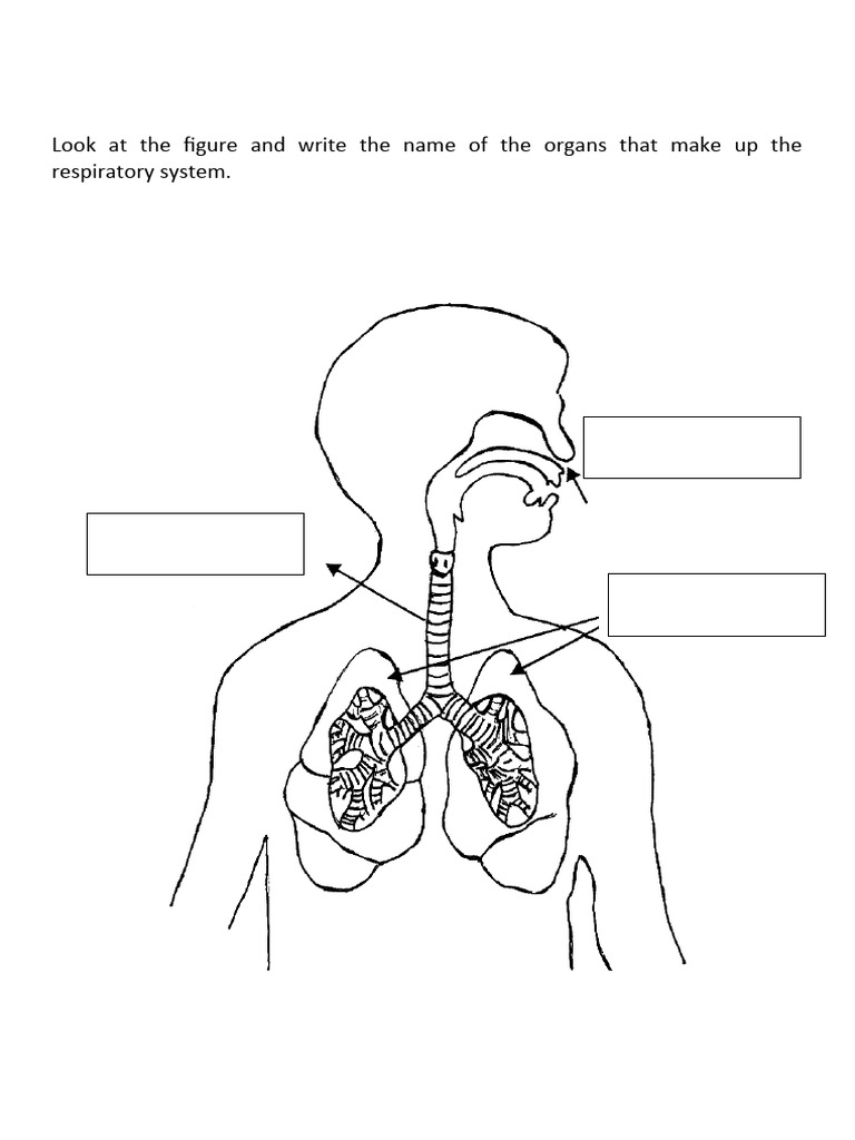 Respiratory System | PDF | Respiratory System | Breathing