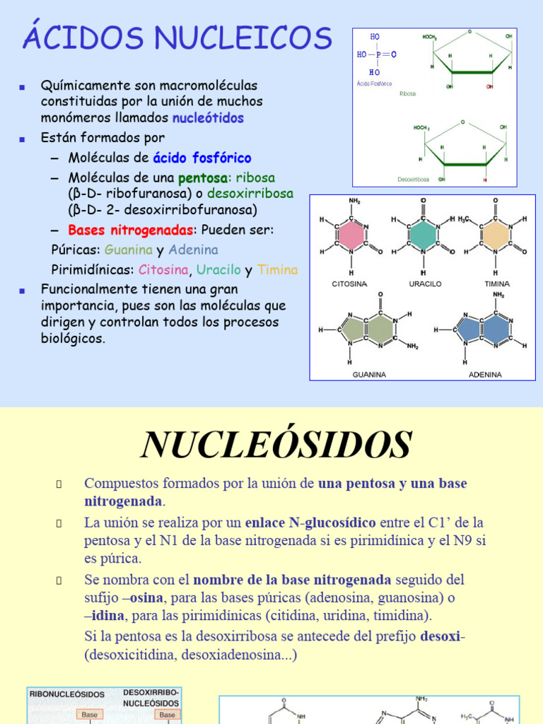 Estructura y Función de Ácidos Nucleicos | PDF | Rna | Nucleótidos