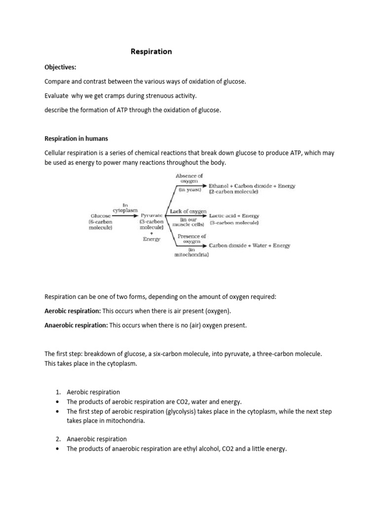 Notes Respiration | Download Free PDF | Cellular Respiration | Carbon ...