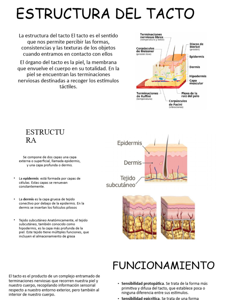 Estructura y funciones del tacto | PDF | Sentidos | Piel