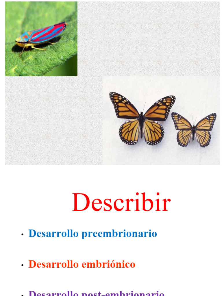 Desarrollo embrionario y postembrionario en insectos | PDF | Embrión ...