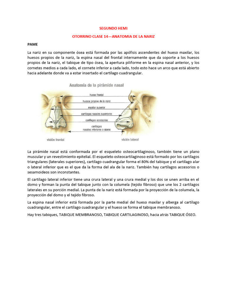 Anatomía de la Nariz: Estructuras y Funciones | PDF | Nariz humana ...