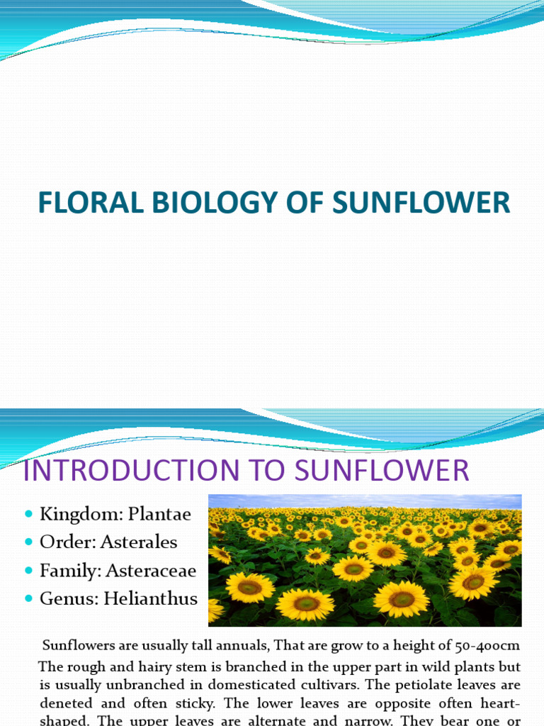 Sunflower Floral Biology PDF