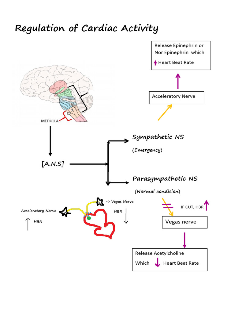 Cardiac Activity Regulation Overview | PDF | Heart | Diastole