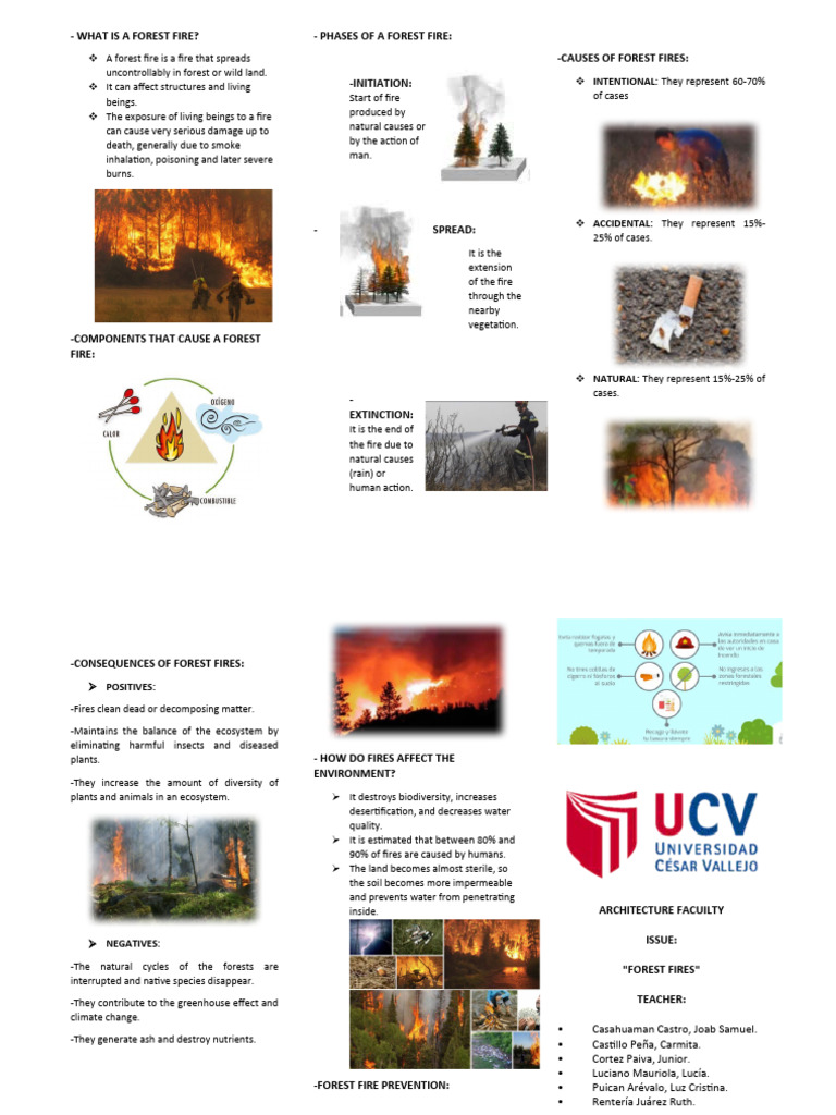 Forest Fire Triptych Pdf Wildfire Fires
