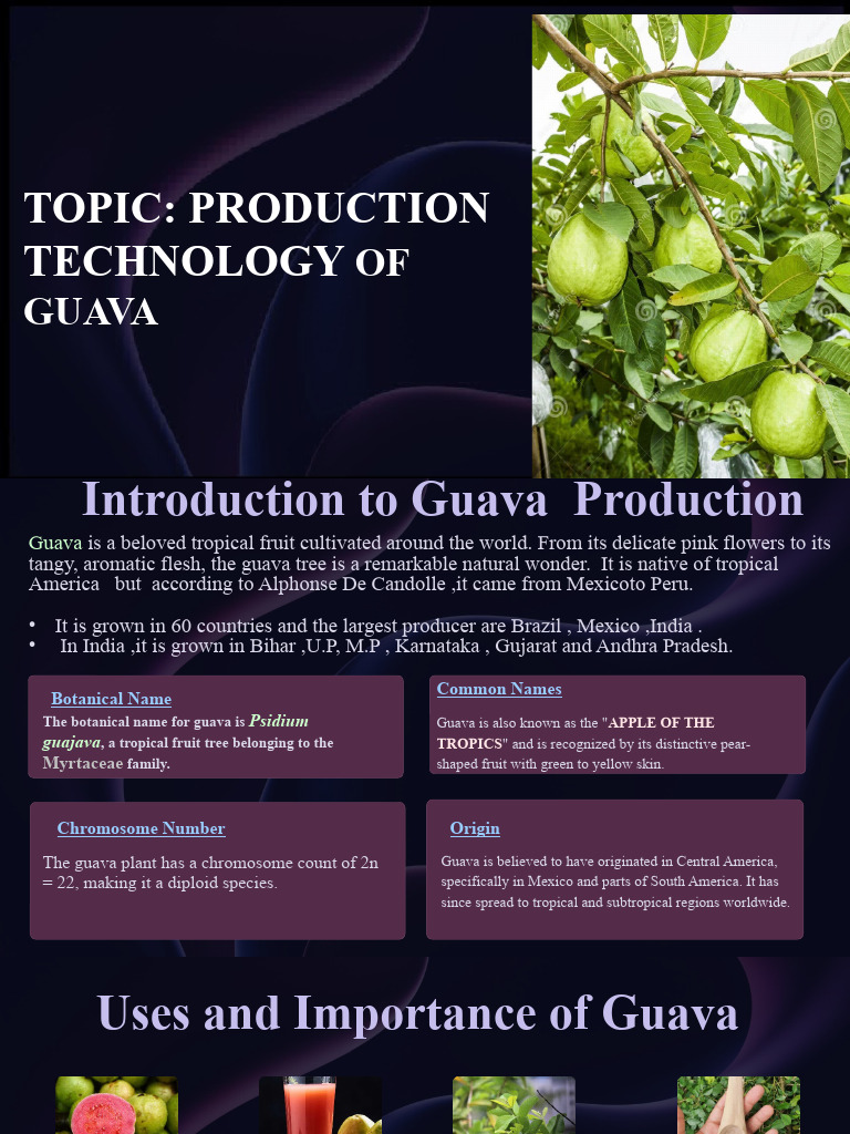 Guava Production Technology Overview | PDF | Botany | Plants