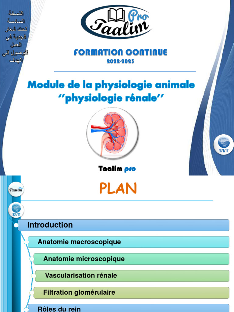 Physiologie rénale anatomie et fonctions PDF Rein Abdomen — free download