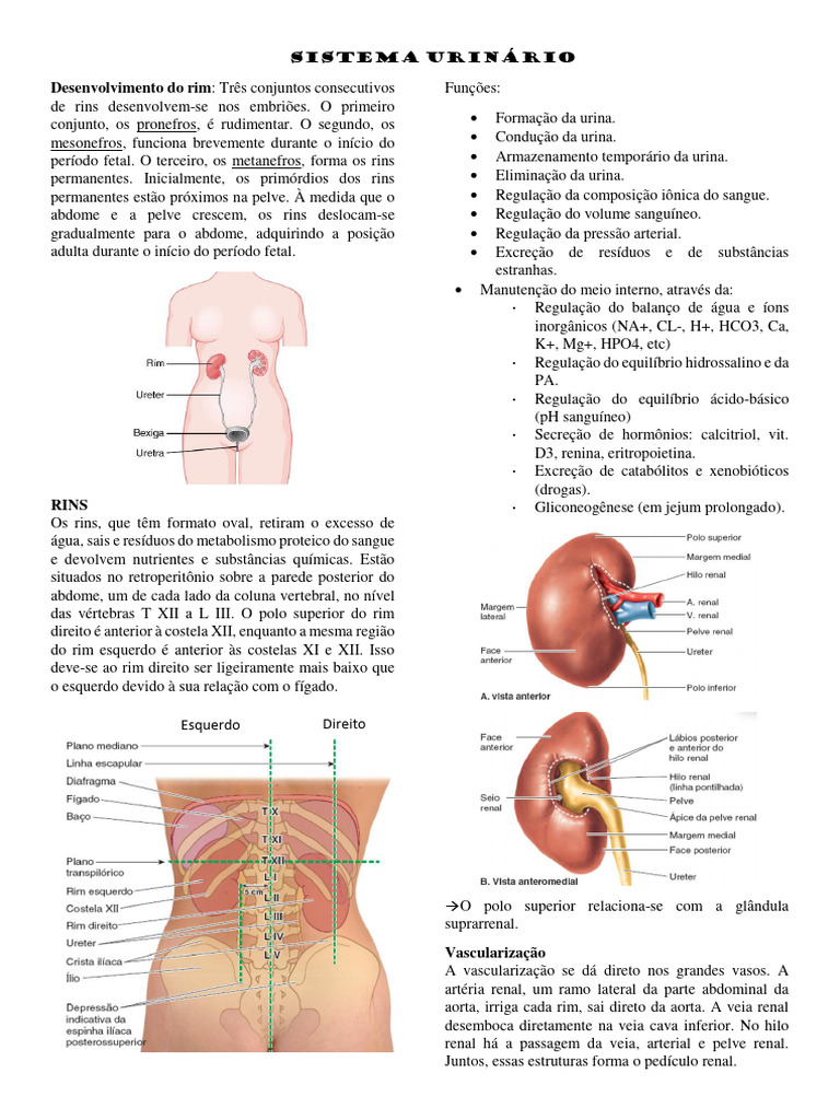 Desenvolvimento e Funções dos Rins | PDF | Rim | Órgão (anatomia)