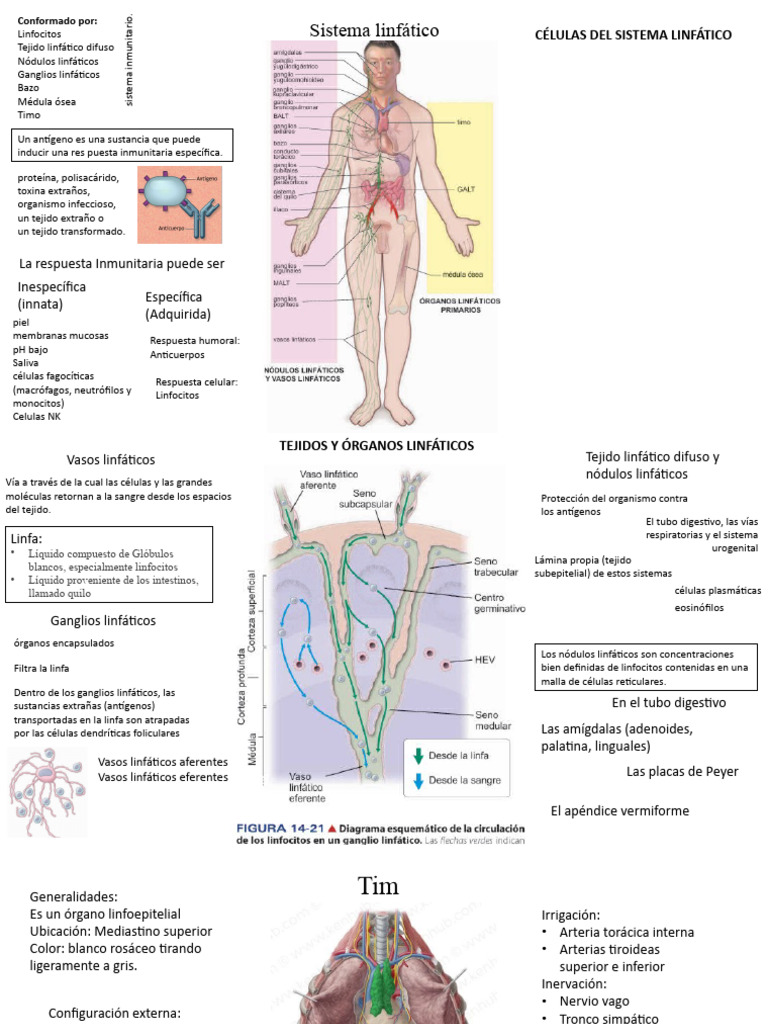 Sistema Linfatico Pdf Ganglio Linfático Sistema Linfático