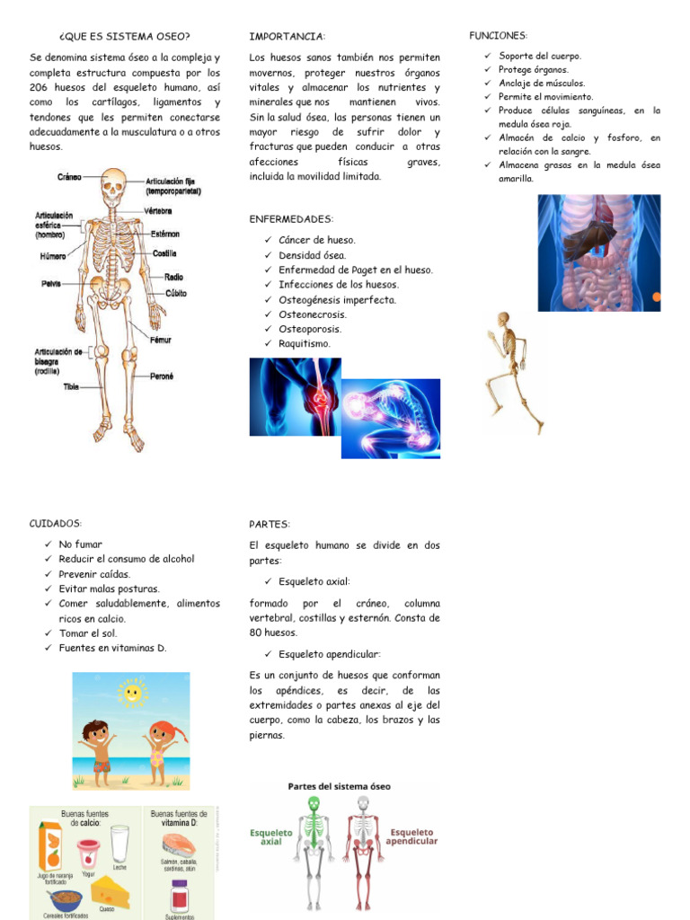Sistema Oseo Pdf Hueso Esqueleto