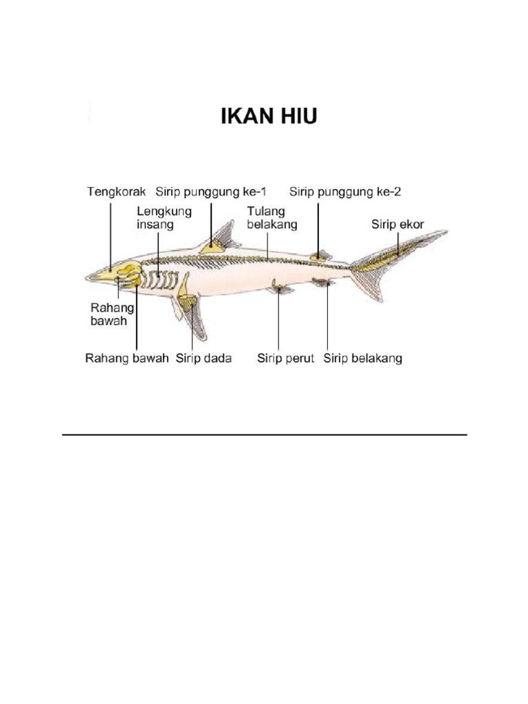 Anatomi dan Struktur Tubuh Hiu | PDF