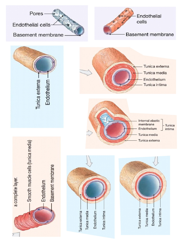 Cardiovacular | PDF