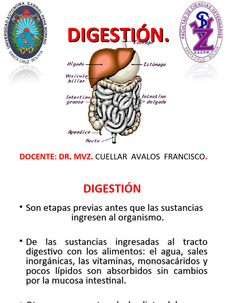 Digestion Pdf Digestión Estómago