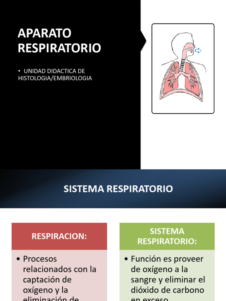 Sistema Respiratorio Pdf Laringe Epitelio