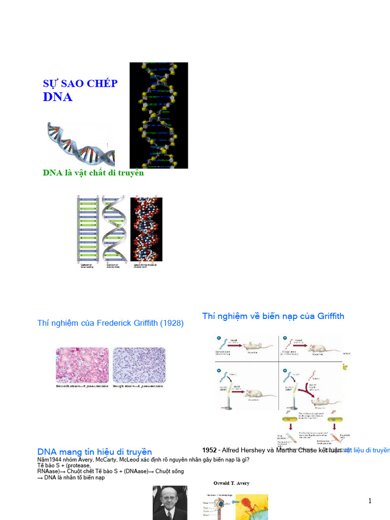 Chuong 3 Su Sao Chep DNA o Prokaryote | PDF