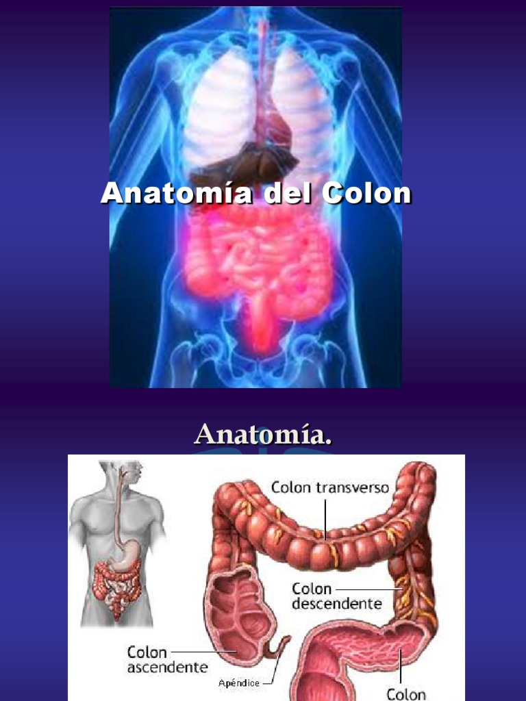 1 Anatomia Del Colon Listoo - Eduardo Alvarez | PDF | Intestino grueso ...