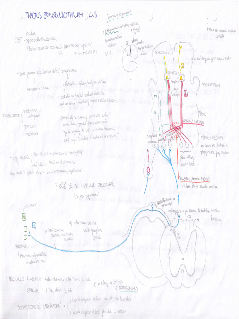 Tractus Spinobulbothalamicus | PDF