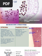 Pons Cross Section Anatomy Overview | PDF | Neuroscience | Neuroanatomy