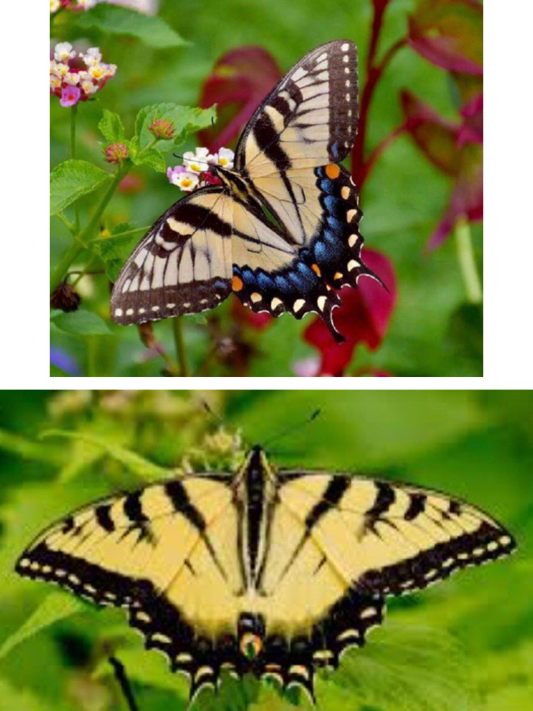 Images On Butterflies | PDF