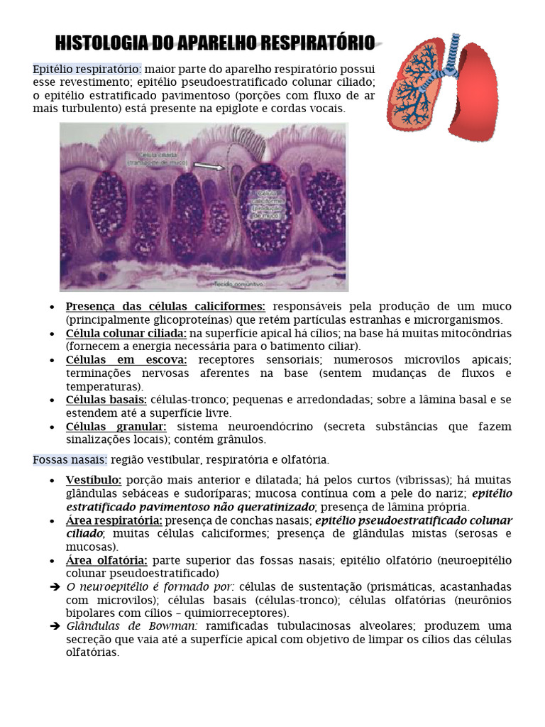 Histologia Do Aparelho Respiratório Resumo Pdf Sistema Respiratório